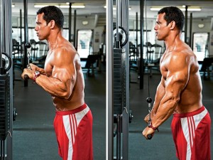 triceps