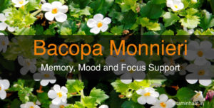 Read more about the article Bacopa Monnieri: Memory, Mood and Focus Support